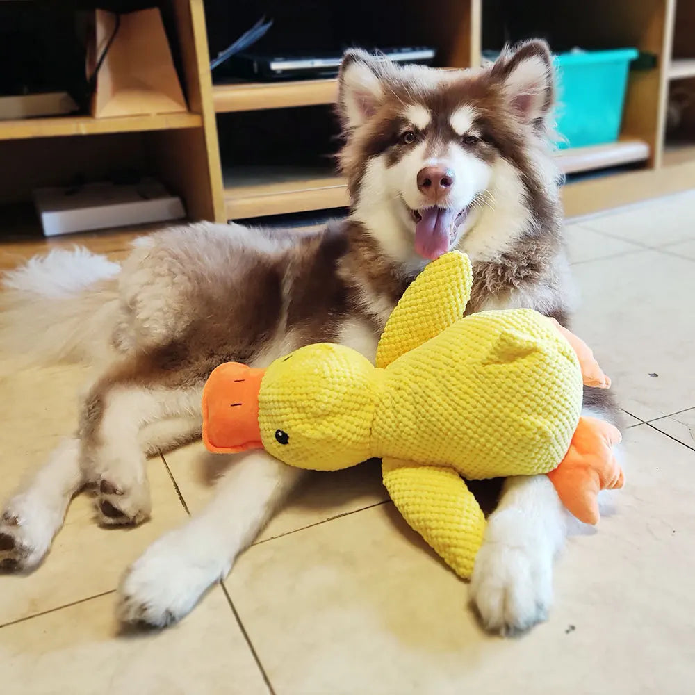 Quack Buddy